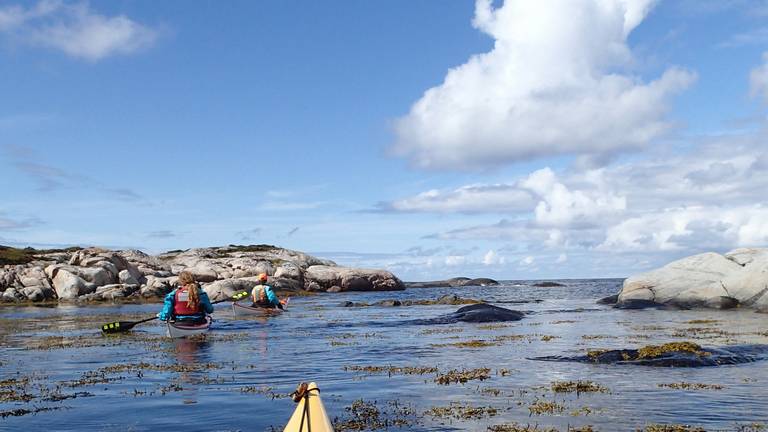 Havpadlerne på tur til Mausundvær